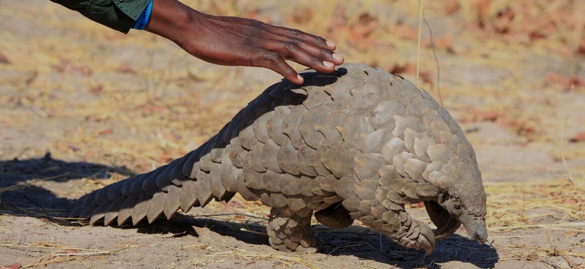 Protecting Pangolins In Southern Africa